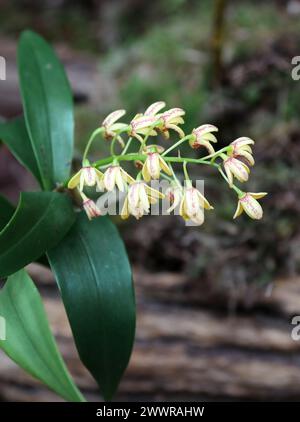 Gefleckte Cane Orchid oder gelbe Cane Orchid, Dendrobium gracilicaule, Epidendroideae, Orchidaceae. Stockfoto