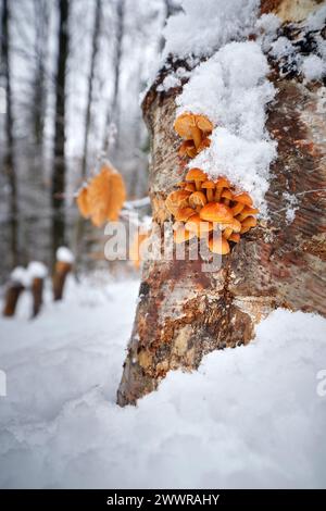 Flammulina velutipes ist ein essbarer Pilz mit ausgezeichnetem Geschmack Stockfoto