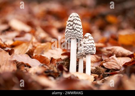 ungenießbare Pilz wächst in Wäldern, Mitteleuropa, Coprinopsis picacea Stockfoto