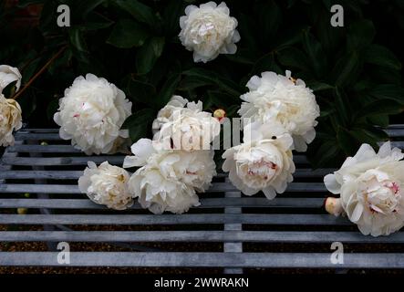 Nahaufnahme der weiß rosa gespülten Blüten der krautigen Staudengartenpflanze paeonia lactiflora festiva maxima. Stockfoto