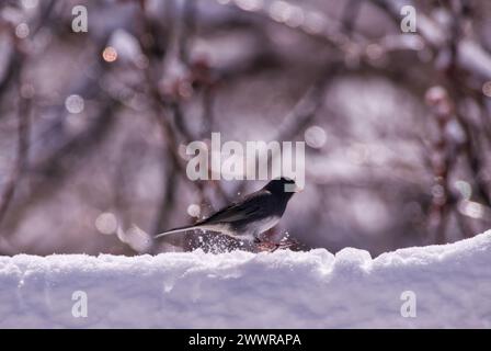 Ein dunkeläugiger Junco, der auf einem verschneiten Hügel thront Stockfoto