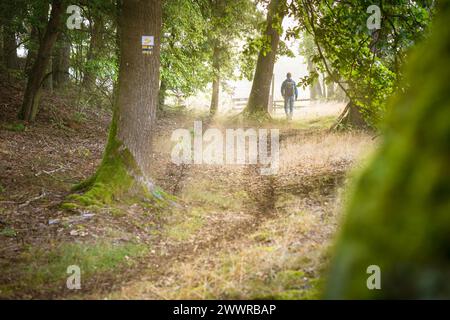 Eine Figur, die im Wald im Licht der Sonne wandert Stockfoto