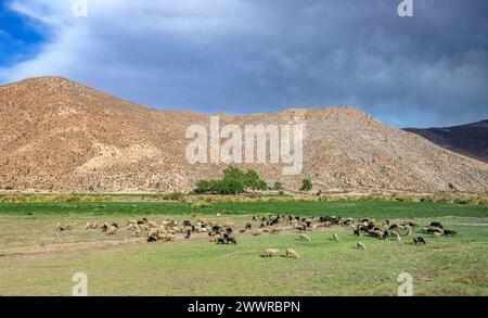 Rinderherde weidet in den argentinischen Anden Stockfoto