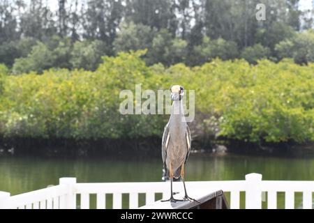 willow bedeckte Nachtreiher Stockfoto