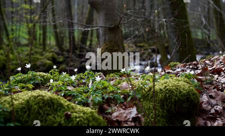 Holzanemonen in einem Wald an einem Gebirgsbach im Frühling. Stockfoto