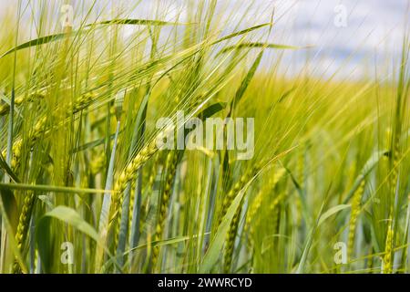 Unreife grüne Gerste auf bewirtschaftetem Feld. Junge Weizenohren. Hordeum vulgare. Kopf voll gekörnt aus der Nähe. Das Konzept der reichen Ernte. Getreide Stockfoto