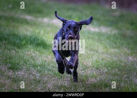 Ein Jagdhund deutscher Kurzhaarzeiger spielt auf einem Feld Stockfoto