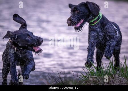 Zwei jagdliche deutsche Kurzhaarzeiger spielen in einer üppigen grünen Akte Stockfoto