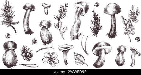 Eine Reihe von Waldpilzen, Boletus, Pfifferlingen und Heidelbeeren, Preiselbeeren, Zweigen, Kegel, Blätter. Grafische botanische Illustration handgezeichnet Stock Vektor