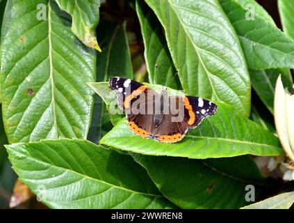 Admiral, Admiral, Vulcain, Vanessa atalanta, atalantalepke, admirálislepke, Budapest, Ungarn, Magyarország, Europa Stockfoto