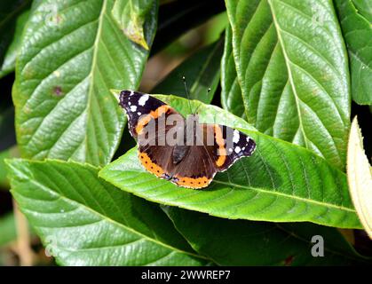 Admiral, Admiral, Vulcain, Vanessa atalanta, atalantalepke, admirálislepke, Budapest, Ungarn, Magyarország, Europa Stockfoto