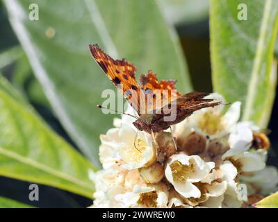 Komma, C-Falter, Robert-le-Diable, Polygonia c-Album, C-betűs lepke, Budapest, Ungarn, Magyarország, Europa Stockfoto