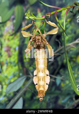 Stachelblattinsekte, Riesenstachelstäbchen, australischer Wanderstock, australische Gespenstschrecke, Extatosoma tiaratum, koronás levéllábú sáska Stockfoto