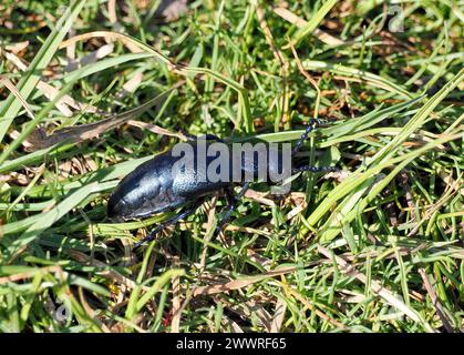 Europäischer Ölkäfer, Schwarzblauer Ölkäfer, Méloé printanier, Meloe proscarabaeus, közönséges nünüke, Budapest, Ungarn, Magyarország, Europa Stockfoto