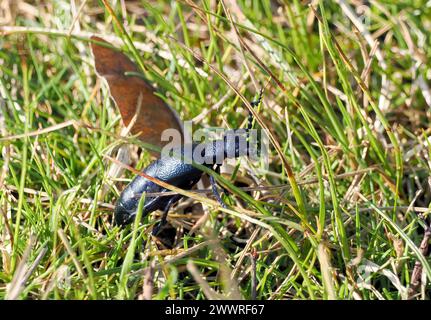 Europäischer Ölkäfer, Schwarzblauer Ölkäfer, Méloé printanier, Meloe proscarabaeus, közönséges nünüke, Budapest, Ungarn, Magyarország, Europa Stockfoto