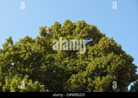 Eine blühende Linde (Tilia) vor einem blauen Himmel Stockfoto