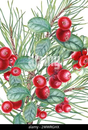 Kiefernzweige und saftige rote Cowbeeren. Waldsumpfbeeren mit immergrünen Zweigen. Aquarellabbildung. Preiselbeere, Preiselbeere. Stockfoto