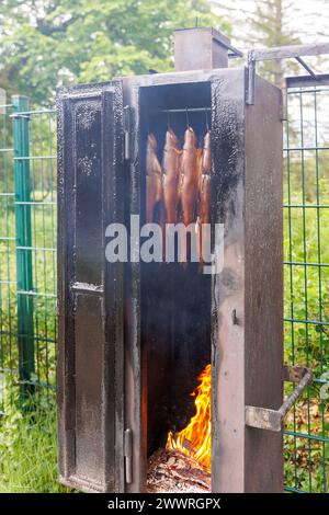 Frisch geräucherte Regenbogenforellen hängen draußen in der Nähe der Rauchkammer. Traditionelles natürliches Räucherverfahren auf Holzbrennholzspänen. Hausgemacht Stockfoto