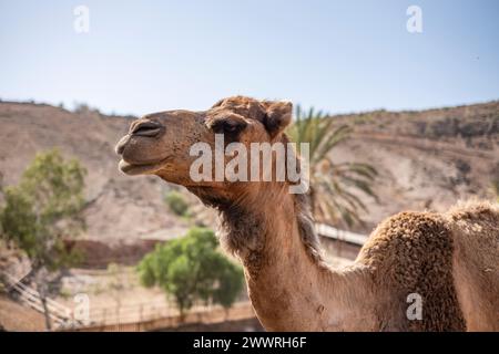 Arabisches Kamel in der Tierwelt, abgelegenes Dessert auf den Kanarischen Inseln Fuerteventura, Nahaufnahme. Stockfoto