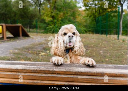 Amerikanisches Cocker Spaniel Training in einem speziell ausgestatteten Hundewanderbereich. Stockfoto