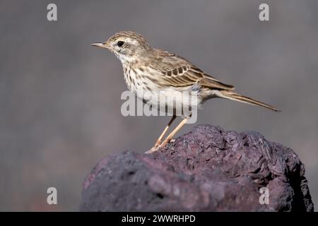 Berthelots Pipit (Anthus berthelotii) steht auf rötlichem Vulkangestein Stockfoto