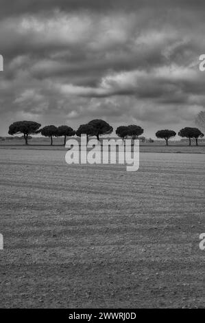 Landschaft in der Gegend zwischen Lido di Dante und dem Fluss Fiumi Uniti. Schwarzweißbilder mit starkem Kontrast, der Wolken hervorhebt Stockfoto