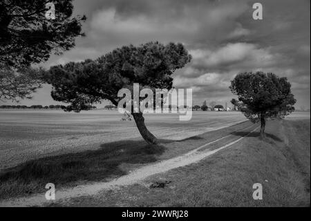 Landschaft in der Gegend zwischen Lido di Dante und dem Fluss Fiumi Uniti. Schwarzweißbilder mit starkem Kontrast, der Wolken hervorhebt Stockfoto