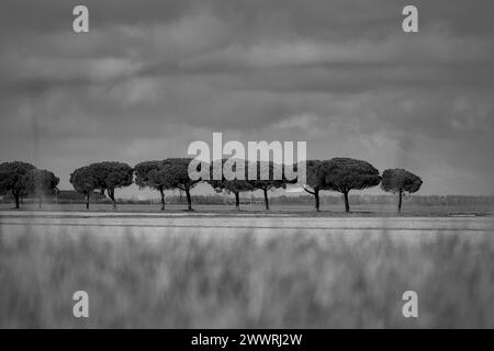 Landschaft in der Gegend zwischen Lido di Dante und dem Fluss Fiumi Uniti. Schwarzweißbilder mit starkem Kontrast, der Wolken hervorhebt Stockfoto