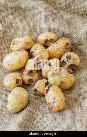 Kartoffeln, die von Schädlingen gegessen werden. Selektiver Fokus mit geringer Schärfentiefe. Stockfoto