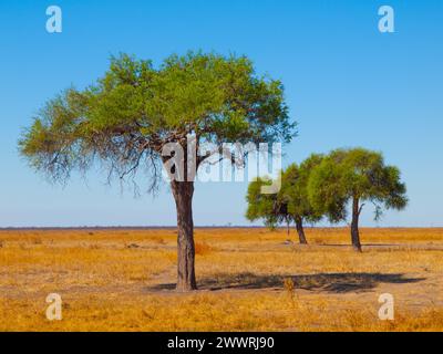 Drei grüne Akazienbäume in offenen Savannenebenen mit trockenem Gras und klarem blauem Himmel, Chobe National Park, Botswana Stockfoto