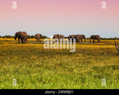 Elefantenherde im Grasland der Savuti-Sümpfe Stockfoto