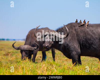 Grasende Büffel und Vögel auf ihnen sitzend, Chobe Riverfront National Park, Botswana Stockfoto