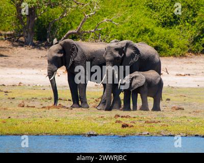 Familie afrikanischer Elefanten - Mutter, Vater und Baby - am Fluss am sonnigen Tag. Stockfoto