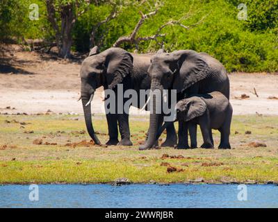 Familie afrikanischer Elefanten - Mutter, Vater und Baby - am Fluss am sonnigen Tag. Stockfoto