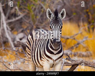 Detaillierte Ansicht des jungen Zebras auf der Suche nach Fotograf, Etosha Nationalpark, Namibia Stockfoto
