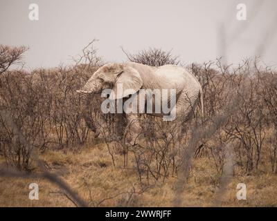 Afrikanischer Elefantenbulle, Loxodonta africana, versteckt im trockenen Busch, Etosha Nationalpark, Namibia Stockfoto