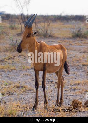 Rote Herzbiest in der Savanne (Alcelaphus caama) Stockfoto