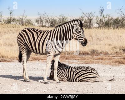 Zwei Zebras in der Savanne, Etosha Nationalpark, Namibia, Afrika Stockfoto