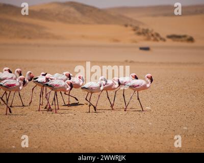 Flamingo-marsch in Namib-Wüste (Walvis Bay, Namibia) Stockfoto