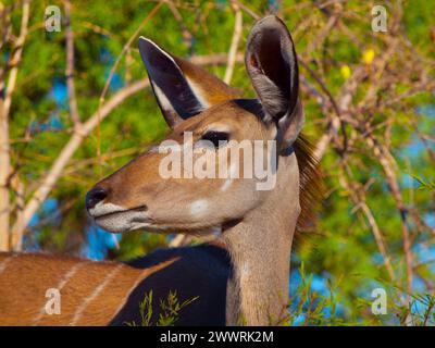 Weibliche Kudu-Antilope (Moremi Game Reserve, Botswana) Stockfoto