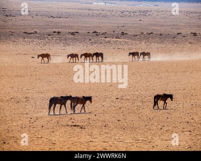 Wilde Pferde der Namib Wüste am Wasserloch bei aus, Namibia. Stockfoto