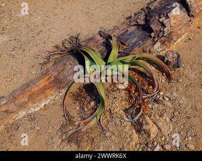 Welwitschia mirabilis - endemische Pflanze in der Namib-Wüste in Namibia und Angola. Stockfoto