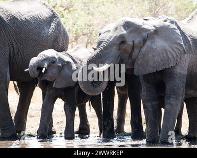 Zwei afrikanische Elefanten am Wasserloch (Okavango Region, Botswana) Stockfoto