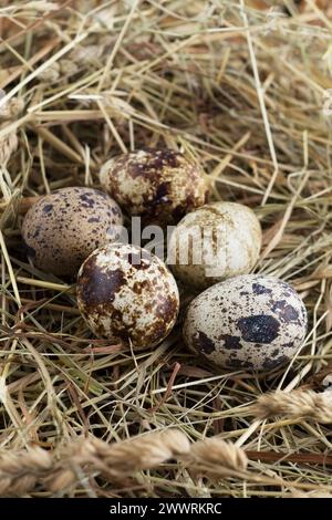 Wachteleier am Heunest, Nahaufnahme. Bio gesunde Lebensmittel. Stockfoto