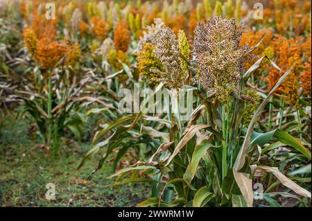 Büsche Getreide und Futterhirse Pflanzen eine Art Reifen und wachsen auf dem Feld in einer Reihe unter freiem Himmel. Ernte. Stockfoto