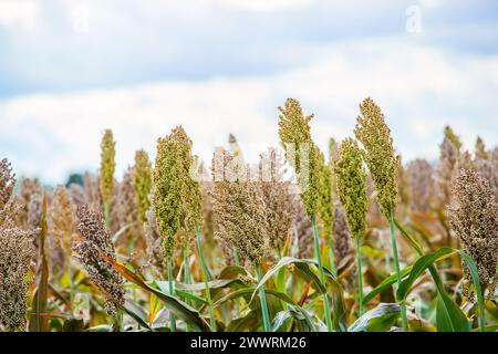 Büsche Getreide und Futterhirse Pflanzen eine Art Reifen und wachsen auf dem Feld in einer Reihe unter freiem Himmel. Ernte. Stockfoto