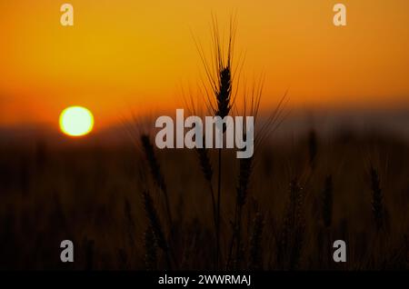 Weizenspikelets nähern sich einem Sonnenuntergang im Hintergrund. Getreideernte im Sommer. Stockfoto