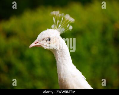 Detaillierte Nahaufnahme des Kopfes des weißen Pfaus Stockfoto