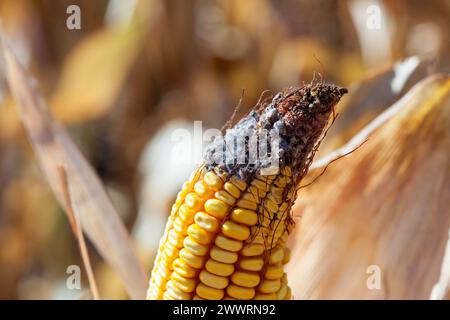 Unreife, kranke und schimmelige Maiskolben auf dem Feld, Nahaufnahme. Sammeln Sie Maisgut. Stockfoto