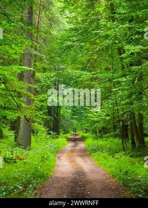 Endlose Waldstraße im Nationalpark Bialowieza, Polen Stockfoto